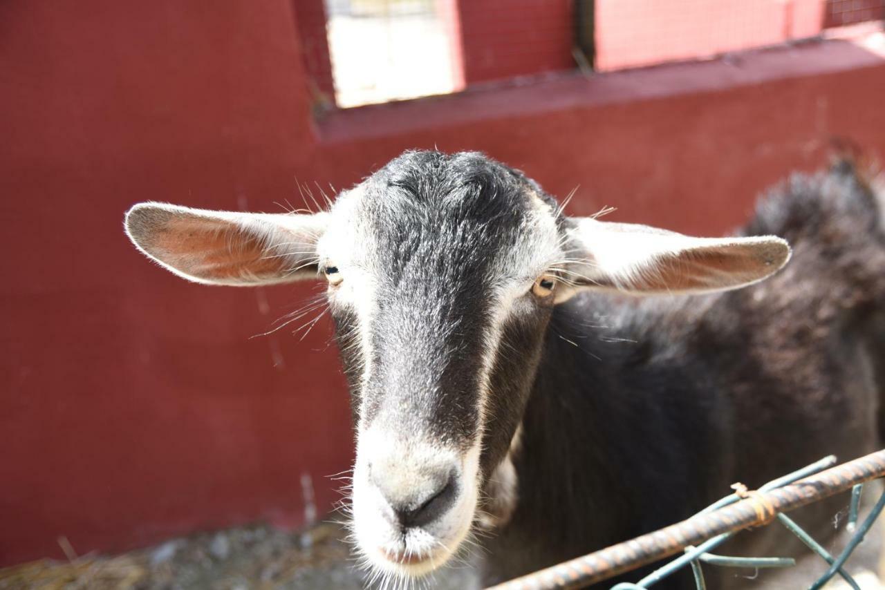Agriturismo Casale Pepe Villa Palestrina Dış mekan fotoğraf